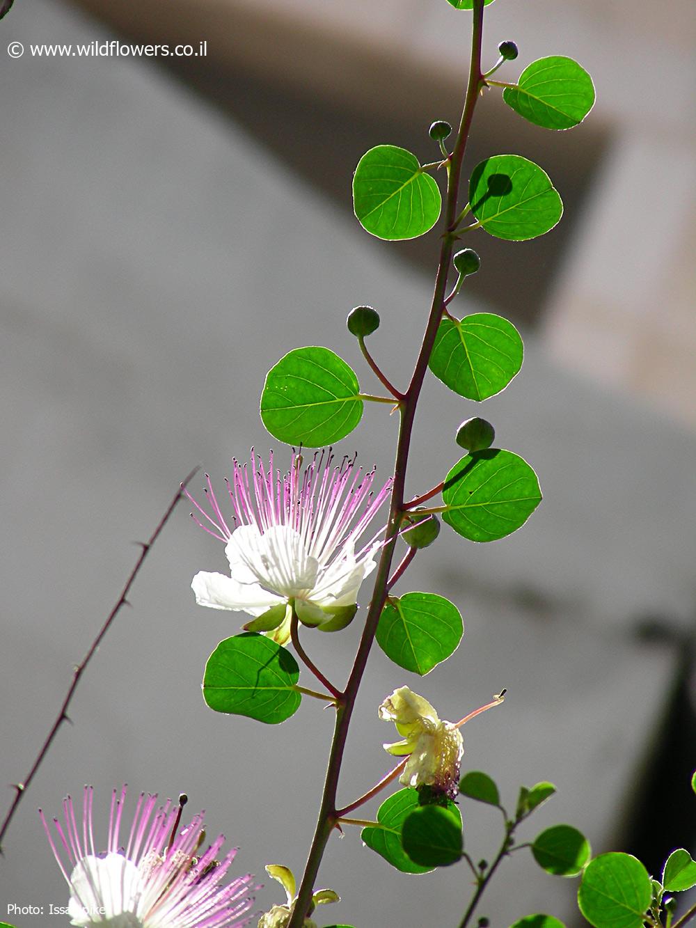 Capparis spinosa