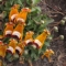 Calceolaria uniflora
