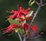 Embothrium coccineum