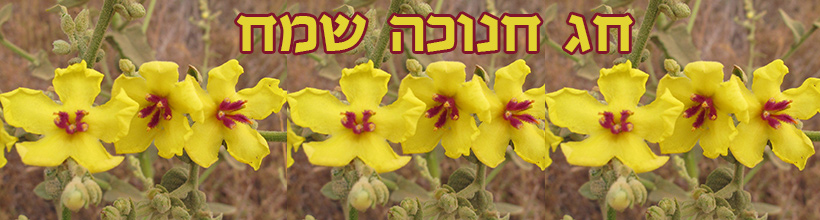 חג חנוכה שמח