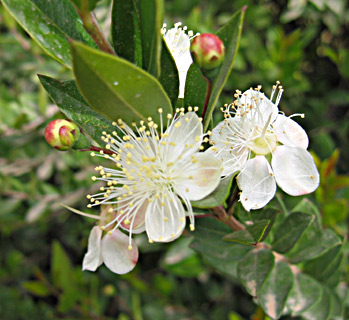 Common Myrtle : Protected,Endangered,Medicinal