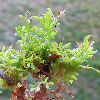 Bindi Weed, Lawn Burweed 