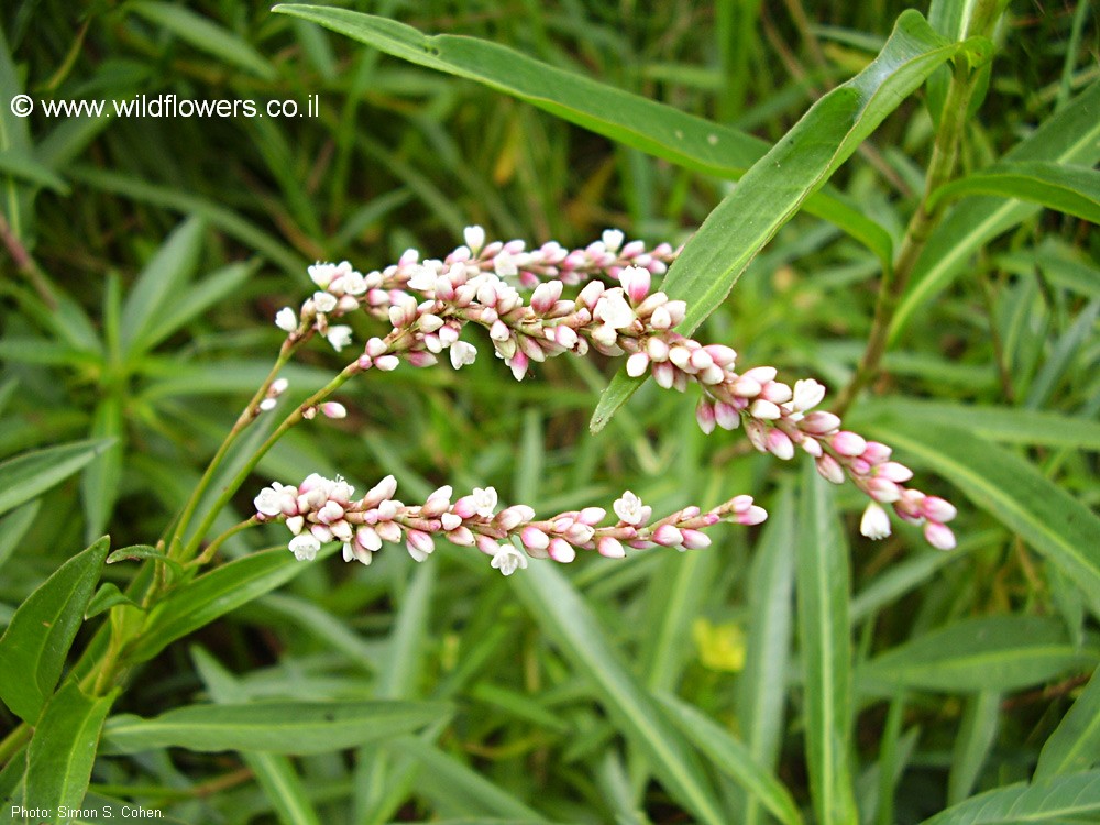 Polygonum acuminatum