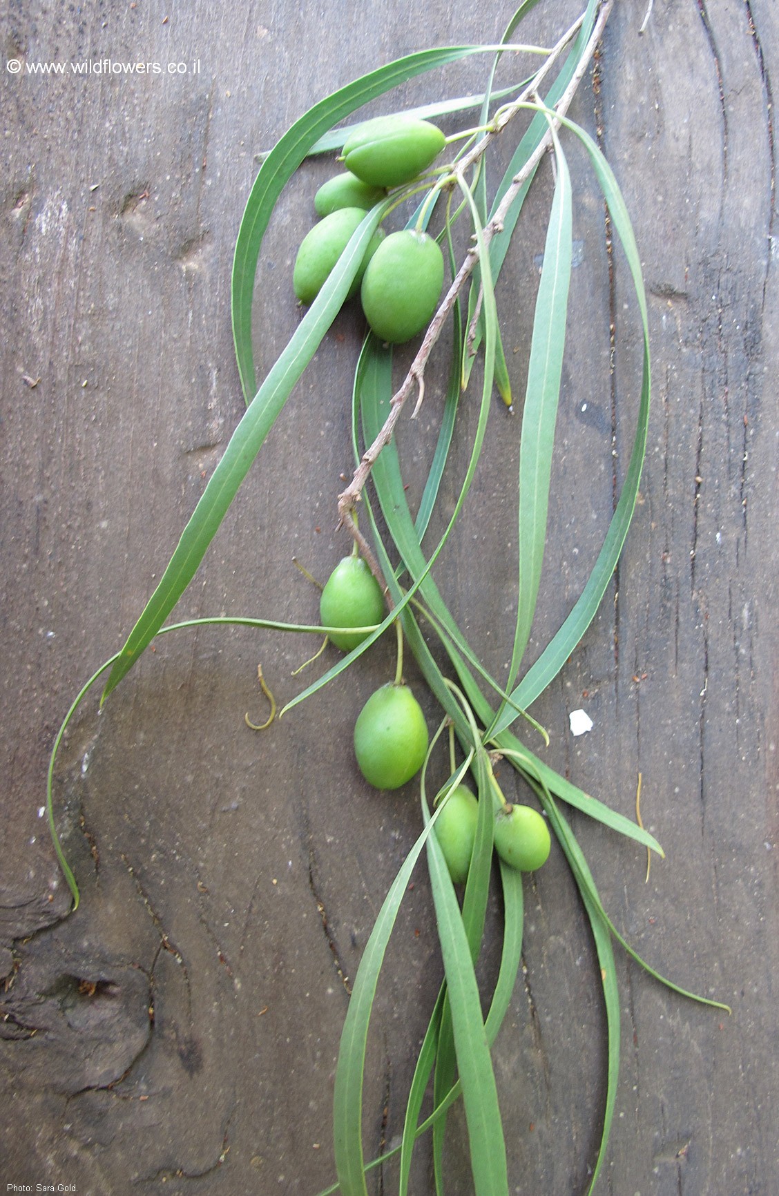 Pittosporum phillyraeoides