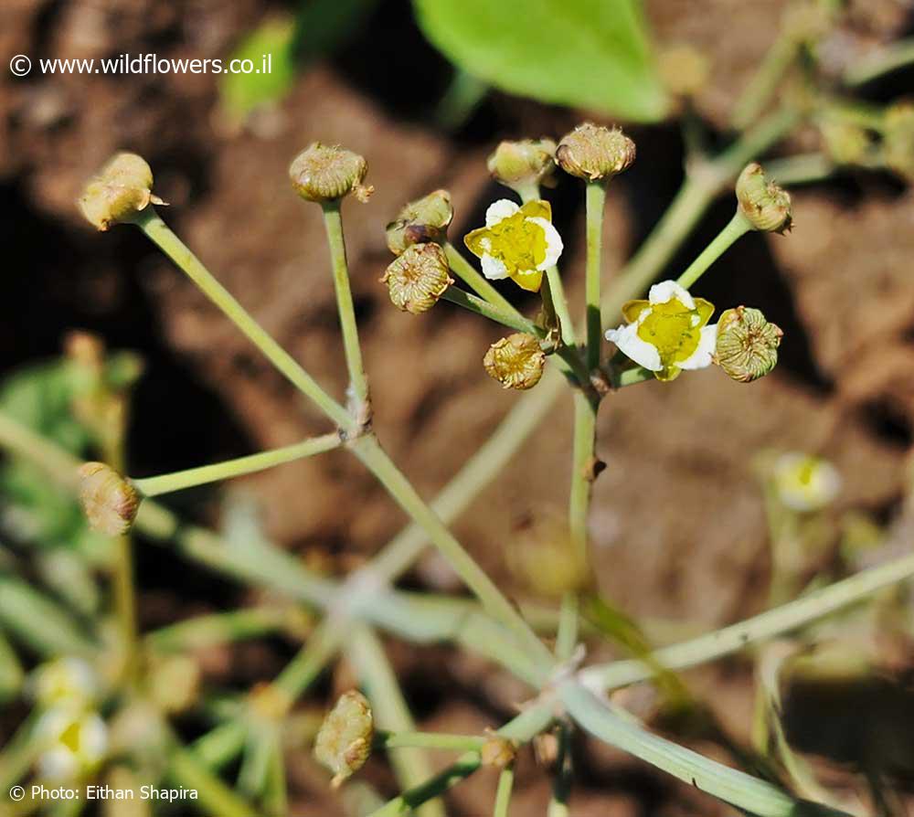 Alisma gramineum