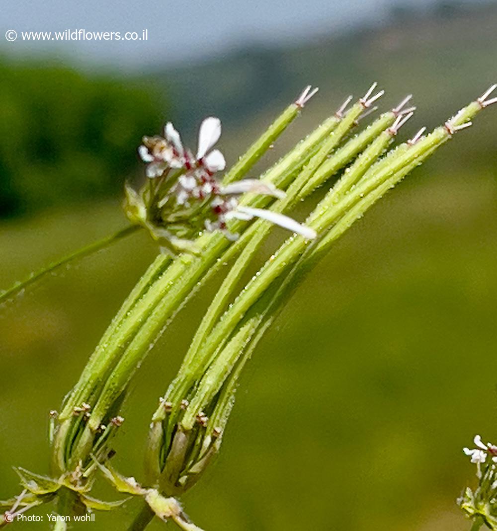 Scandix  blepharicarpa