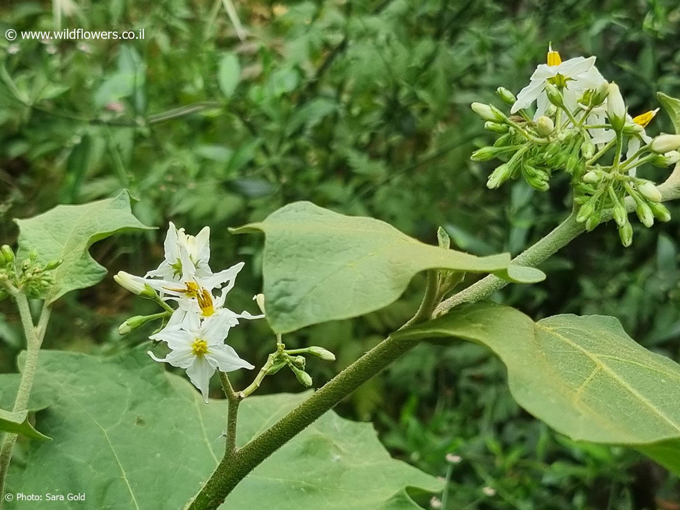 Solanum torvum