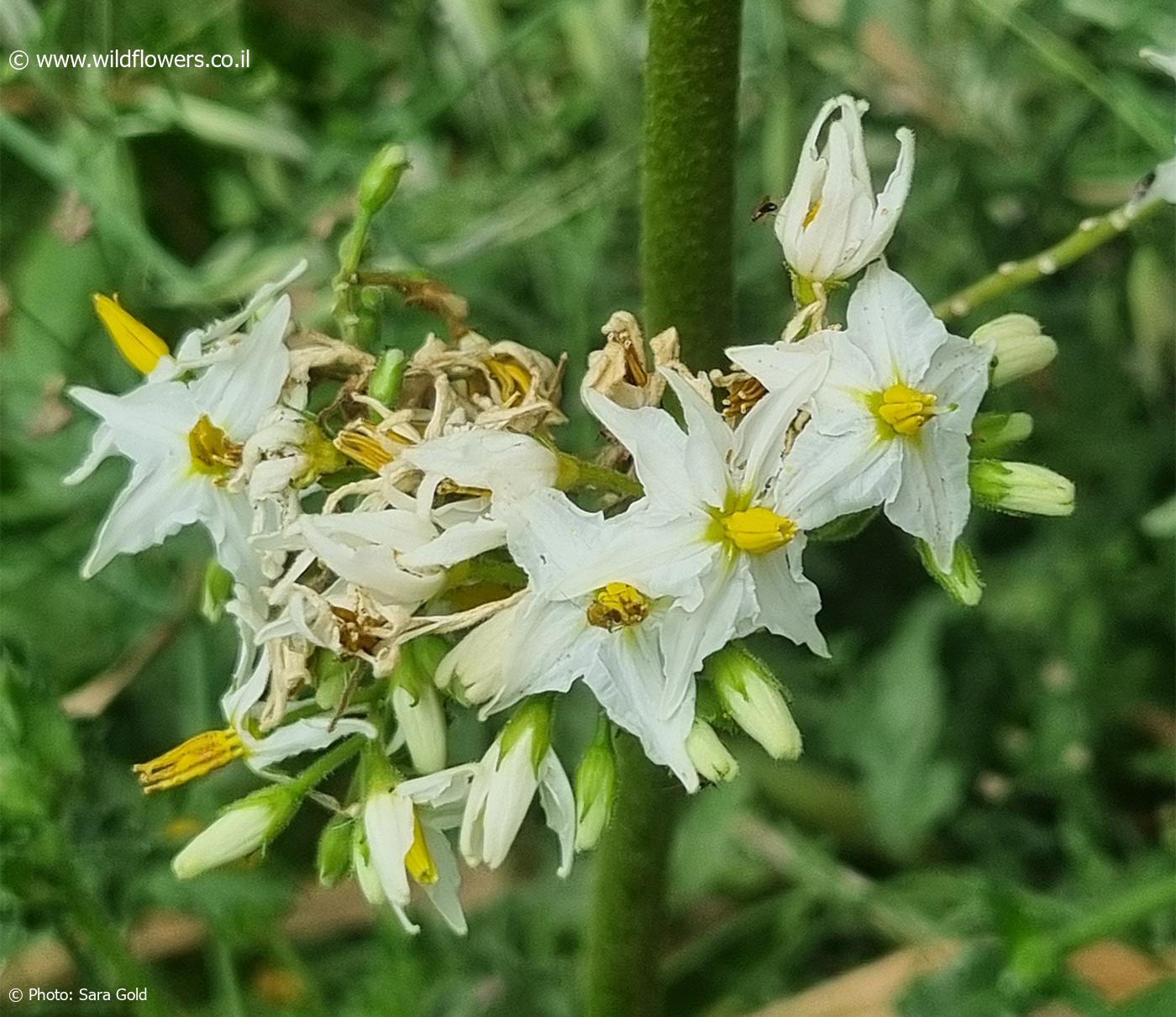 Solanum torvum