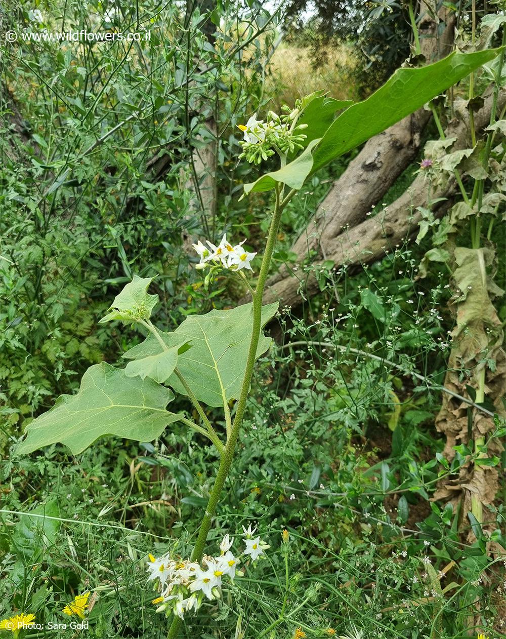 Solanum torvum