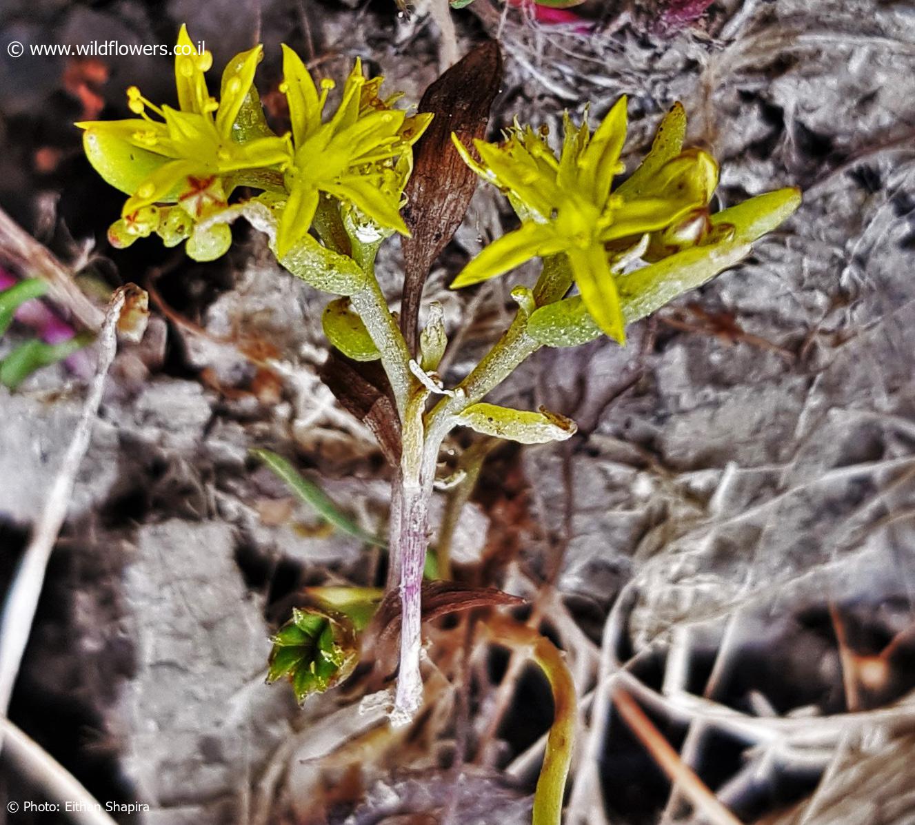 Sedum  assyriacum