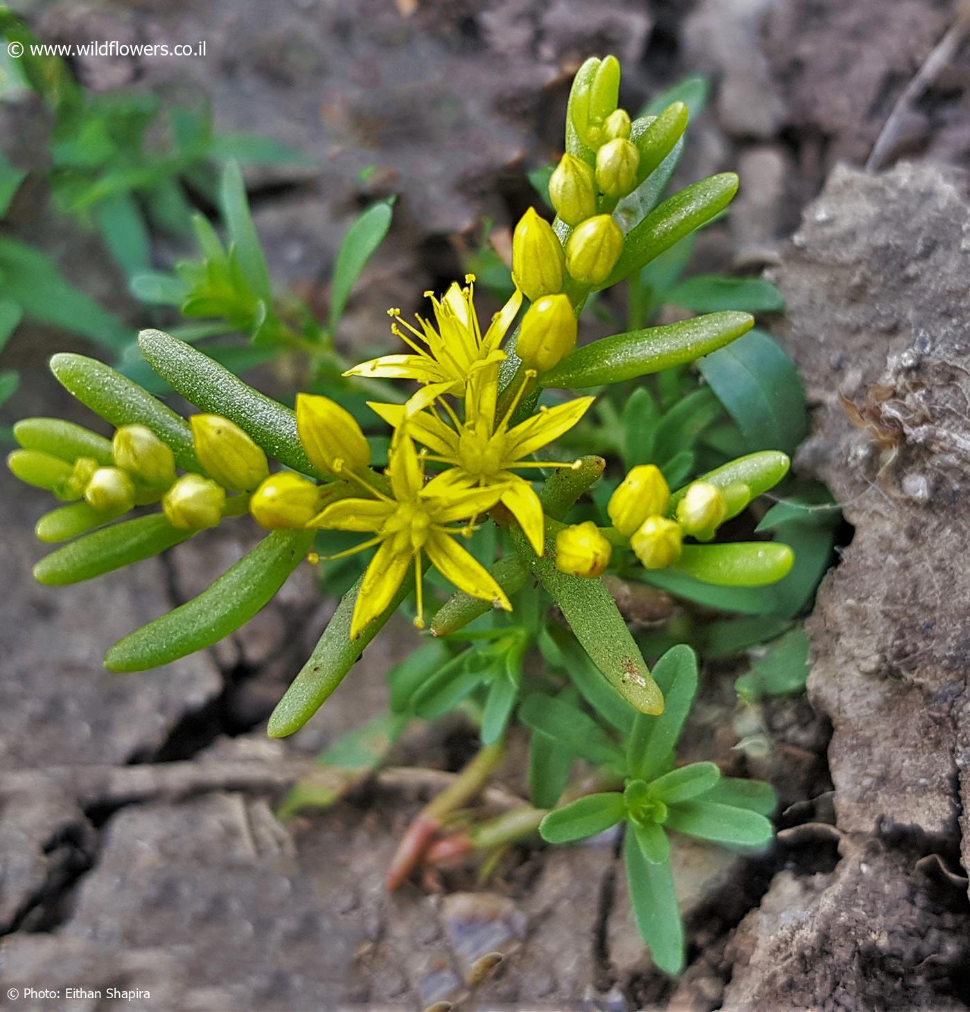 Sedum  assyriacum