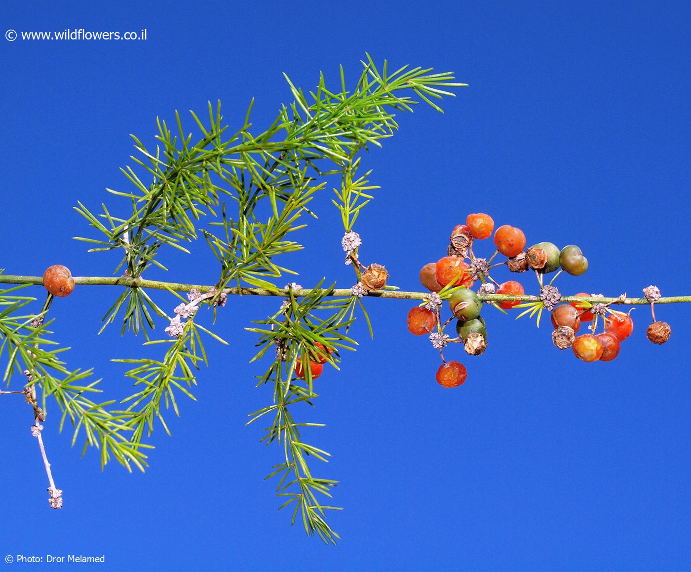 Asparagus africanus