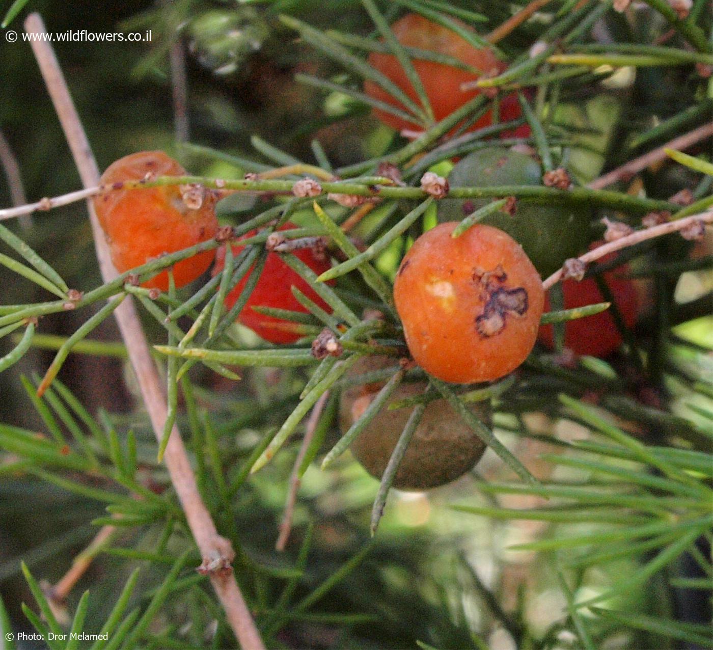 Asparagus africanus