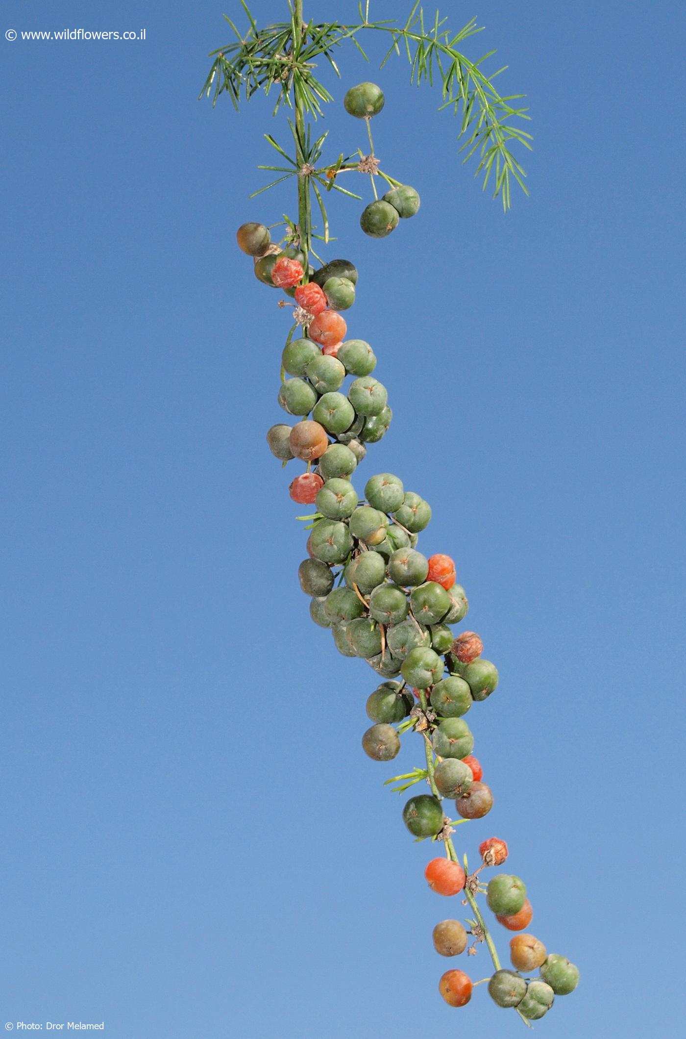 Asparagus africanus