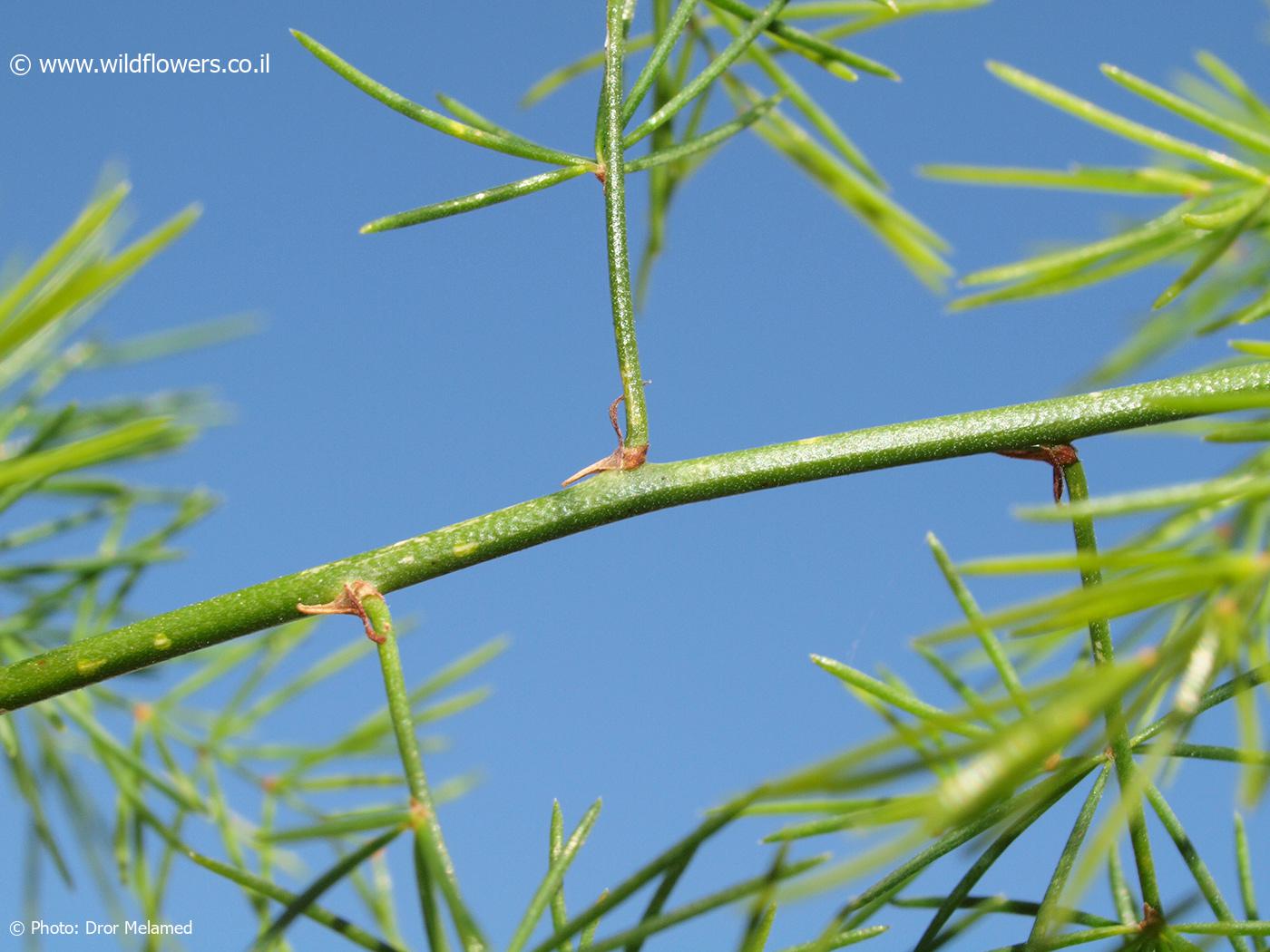 Asparagus africanus