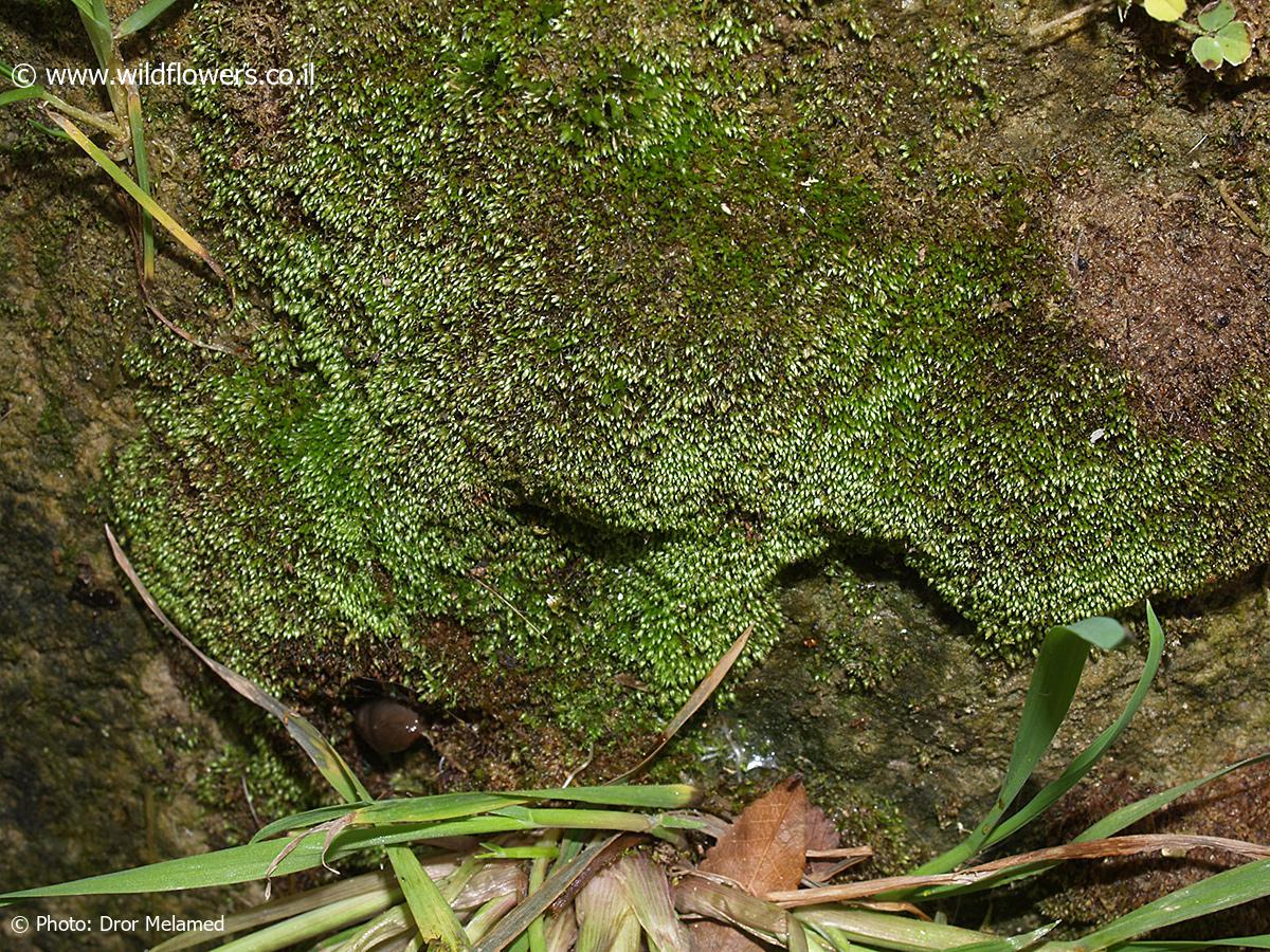 Anomobryum  apiculatum