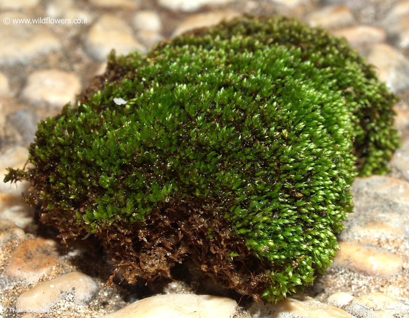 Anomobryum  apiculatum