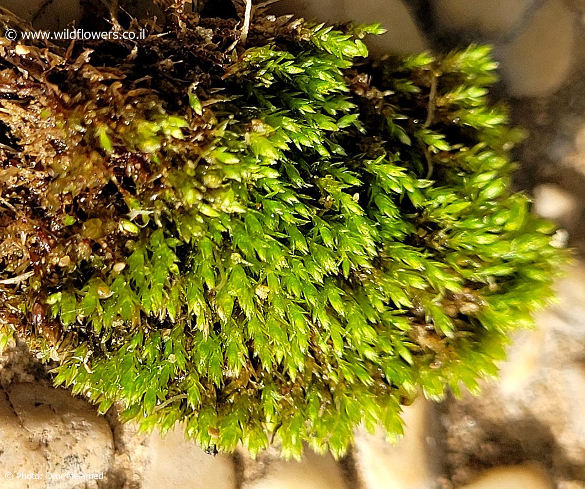 Anomobryum  apiculatum