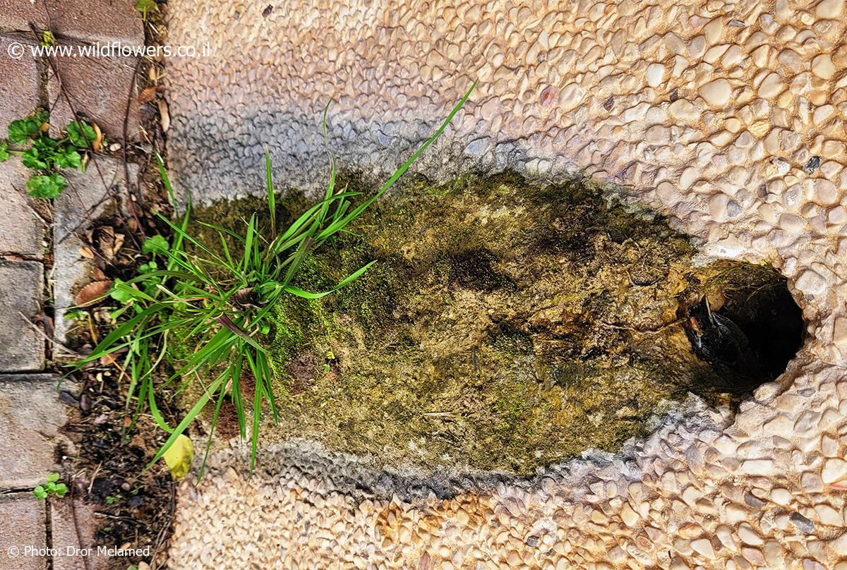 Anomobryum  apiculatum