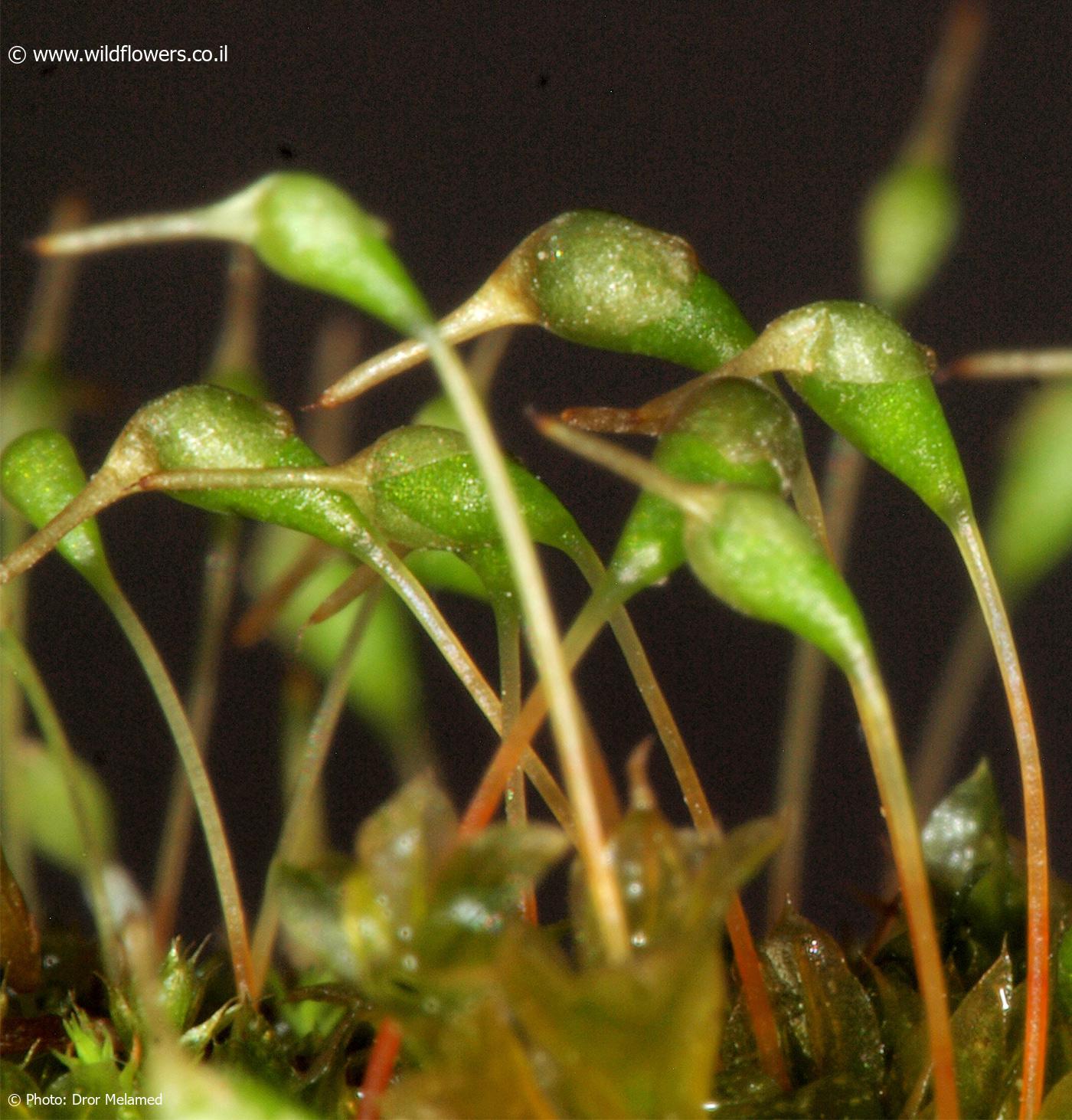 Entosthodon fascicularis