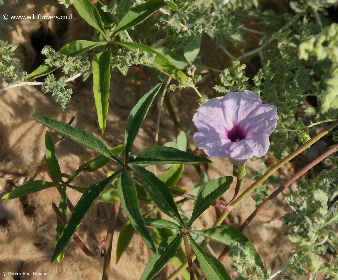 Ipomea wrightii