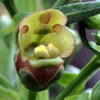 Scrophularia macrophylla